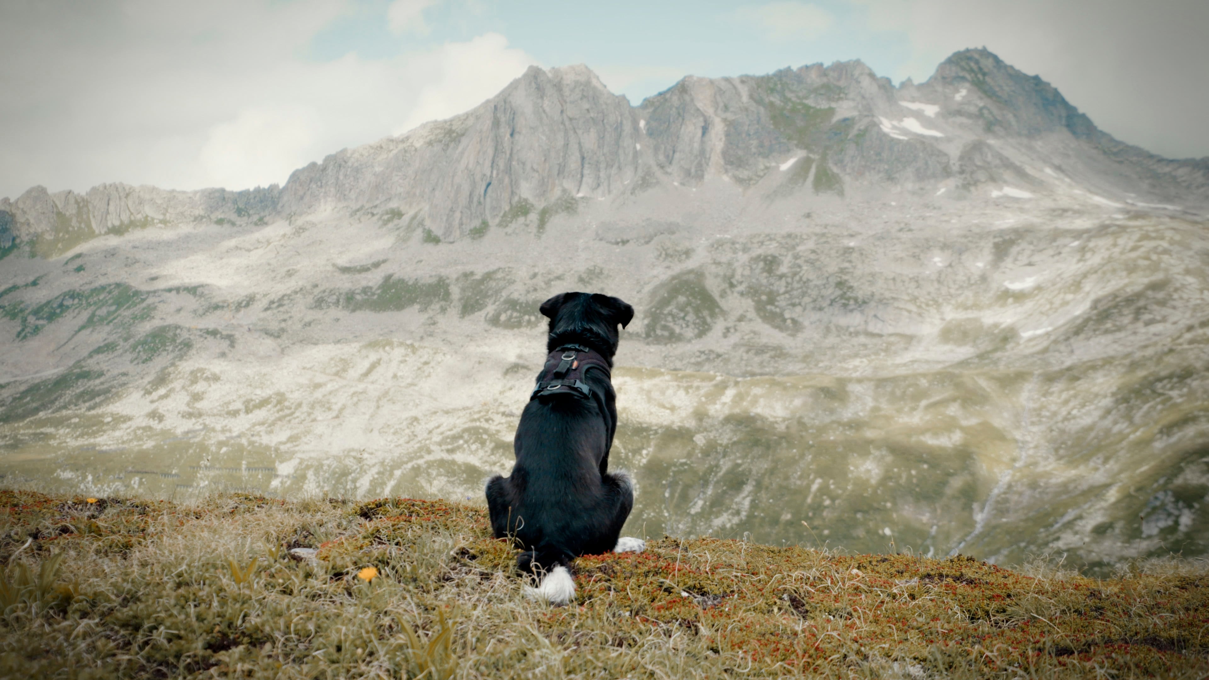 Movie Backdrop